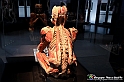 VBS_3043 - Mostra Body Worlds